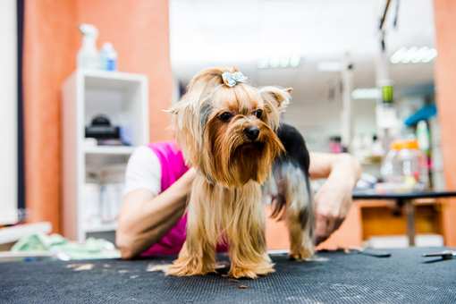 10 Best Pet Groomers in Tennessee!